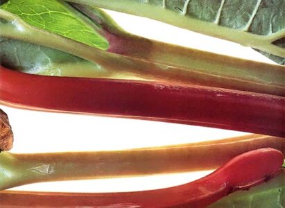 All About Rhubarb Plants Image